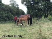 Vend Poulain Sf au sevrage 