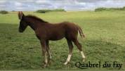 Vend poulain Sf au sevrage 