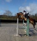 Hongre Selle Fran&ccedil;ais, vrai mettre d'&eacute;cole