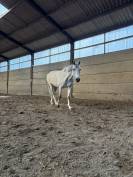 Cheval &agrave; vendre Hongre de 11 ans 