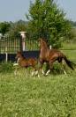 Superbe pouliche top origines 