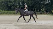 Hongre 4 ans CSO 