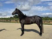 Hongre 4 ans CSO 