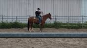 Rocky Mountain Horse