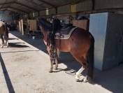Rocky Mountain Horse