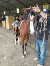 Rocky Mountain Horse