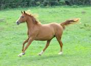 jument demi sang arabe 4 ans par Jazz de Marjolaine