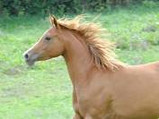 jument demi sang arabe 4 ans par Jazz de Marjolaine
