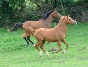 jument demi sang arabe 4 ans par Jazz de Marjolaine