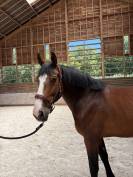 Magnifique hongre de 6 ans 