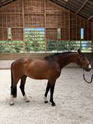 Magnifique hongre de 6 ans 