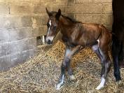 Tirocinante - Tirocinante Part-time - Calvados Francia
