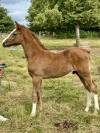 Foal m&acirc;le par Hurricane de Champloue et Cap Kennedy