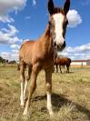 Foal m&acirc;le par Hurricane de Champloue et Cap Kennedy