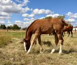 Foal m&acirc;le par Hurricane de Champloue et Cap Kennedy
