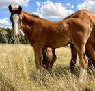 Foal m&acirc;le par Hurricane de Champloue et Cap Kennedy