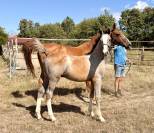 Foal m&acirc;le par Hurricane de Champloue et Cap Kennedy