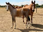 Foal m&acirc;le par Hurricane de Champloue et Cap Kennedy