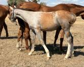 Foal m&acirc;le par Hurricane de Champloue et Cap Kennedy