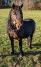 Adorable poney