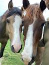 Au pair avec les chevaux 