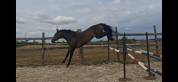 Merrie Selle Fran&ccedil;ais Te koop 2023 Bruin / Bai ,  HERACLES D ELLE