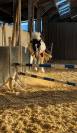 Chevaux et poneys 