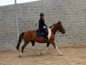 Chevaux et poneys 
