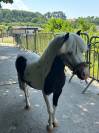Chevaux et poneys 