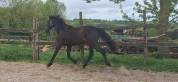 ORNAY D ASTREE SF HONGRE DE 2 ANS 