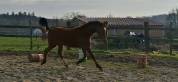 NAVARRO D ASTREE HONGRE 3 ANS 