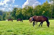 Pension chevaux
