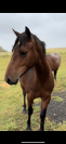 Vente ponette de 2 ans 