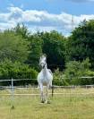 !**OCCASION**! Magnifique cheval de sport de CSO 120