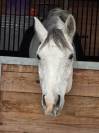 !**OCCASION**! Magnifique cheval de sport de CSO 120