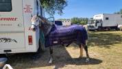 Ponette D connemara 7 ans - Id&eacute;al CCE / CSO / Hunter