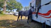 Ponette D connemara 7 ans - Id&eacute;al CCE / CSO / Hunter