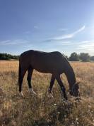 Cheval SF