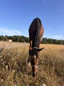 Cheval SF