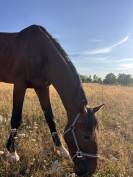 Cheval SF