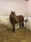 Cheval SF