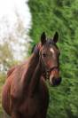 Cheval SF