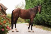 Cheval SF