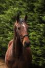 Cheval SF