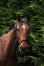 Cheval SF