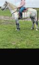 Jument Percheron 