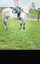Jument Percheron 