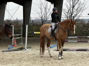 Hongre 11 ans cso 