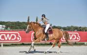 Hongre 11 ans cso 