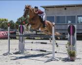 Hongre 11 ans cso 